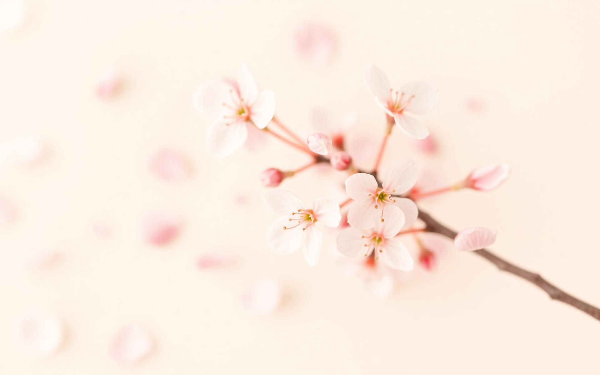 SKFF Cherry Blossom Background